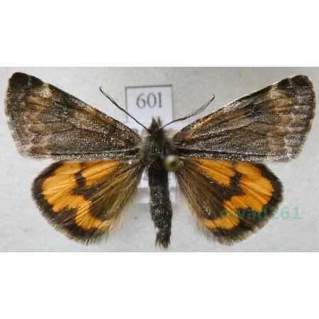 Boudinotiana notha (Hübner, 1803) Bęsica osinówka Czech60l